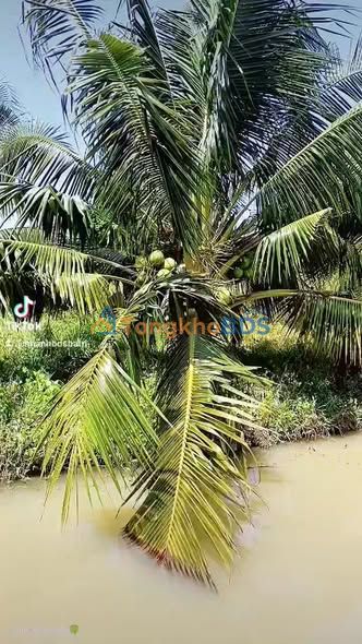 Bán Đất Vườn 7200m² Bến Tre - Trái Sum Suê, Giá Tốt 3.2 Tỷ