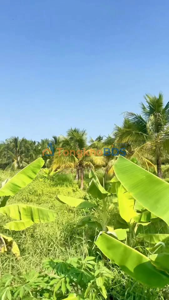 Bán Đất Nền Biệt Thự Phú Tân Bến Tre - 372m² - 1.05 Tỷ