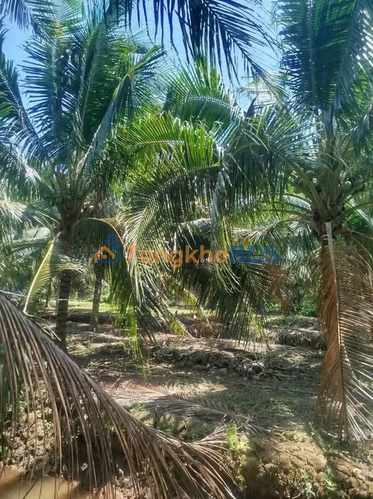 Đất Vườn Dừa Xiêm Bến Tre 7200m² - Sẵn Sàng Thu Hoạch