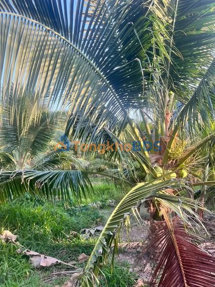 Bán Đất Vườn Dừa 1973m² Tại Bến Tre - Sổ Hồng Riêng, Giá 1 Tỷ