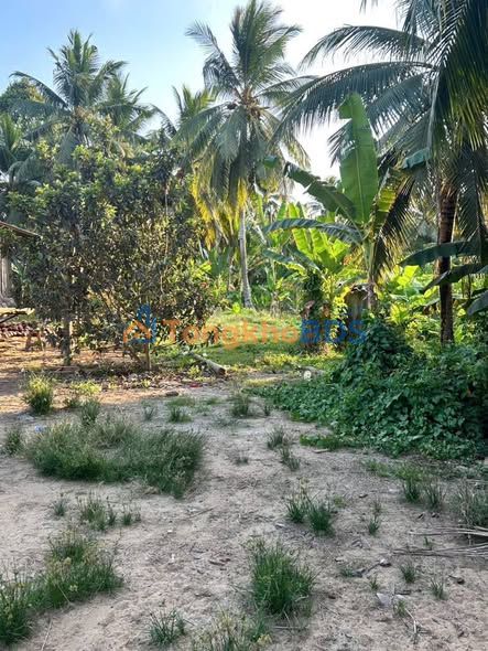 Đất Vườn Thanh Tân, Bến Tre 1500m² - Sổ Hồng, Giá Tốt