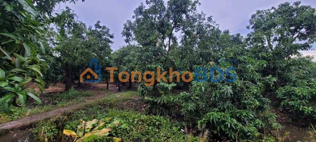 Bán Gấp Vườn Xoài 5097m² An Giang - Gần Bến Đò Rạch Sâu