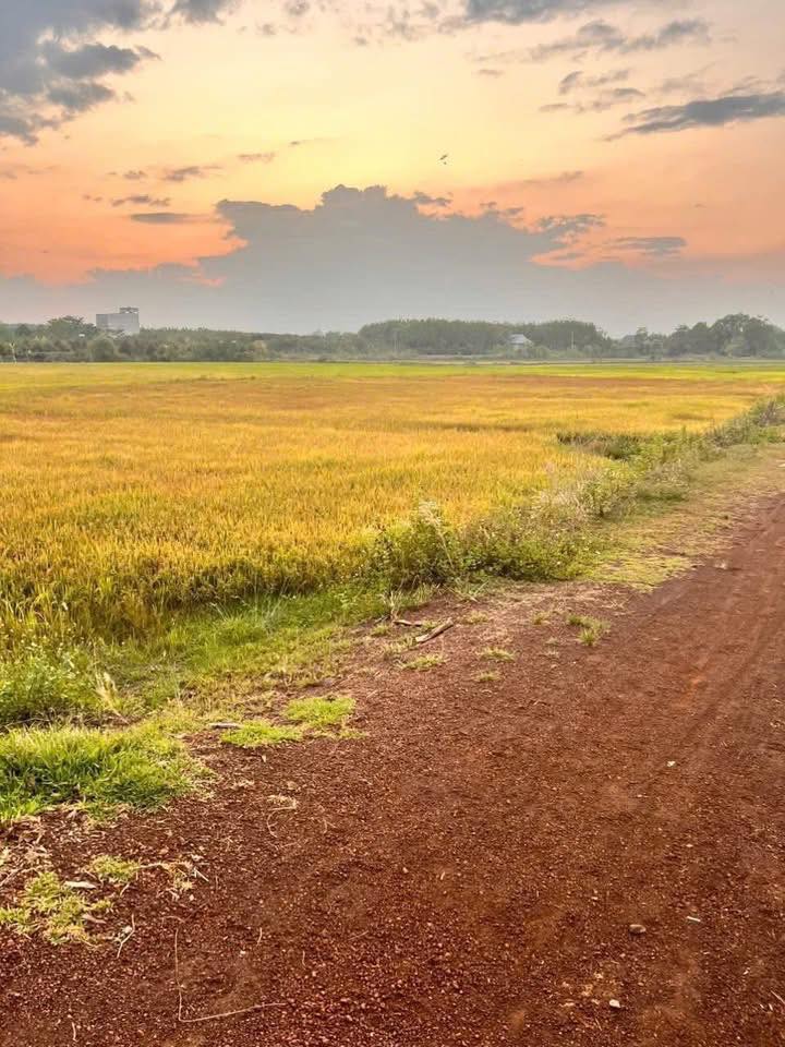 Bán Đất Ruộng 4200m² Mặt Tiền 146m Đường Đất, Bù Đốp Bình Phước - Giá 360 Triệu