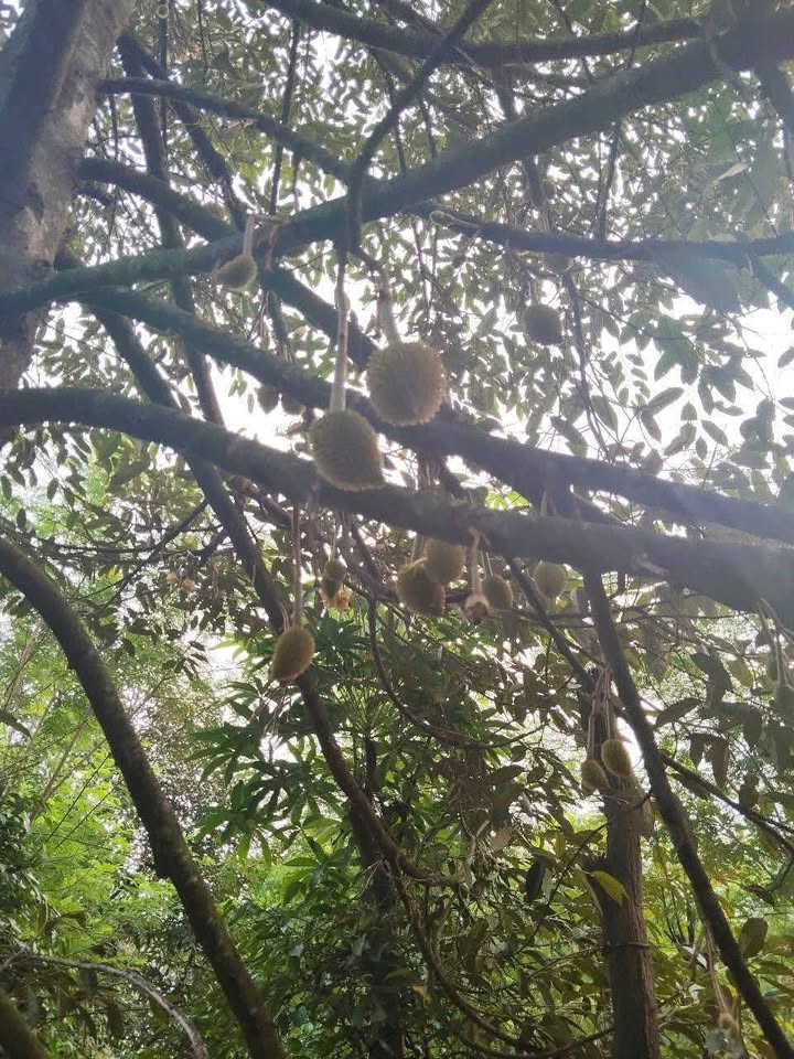 Đất Vườn Thanh Thủy, Bình Phước - 14400m² Sổ Hồng, Giá Đầu Tư 1 Tỷ