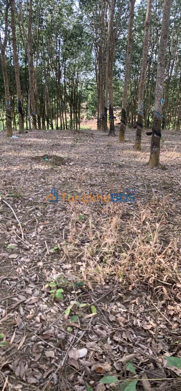 Bán Rẫy Cao Su 2.2ha Xã Đồng Tiến, Đồng Phú - Giá 5 Tỷ - Ô Tô Tới Đất