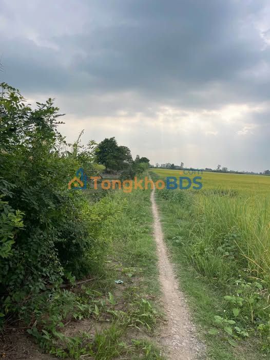 Đất Ruộng Phú Tân, An Giang 16.000m² - Sổ Đỏ Rõ Ràng, Giá Đầu Tư Tốt