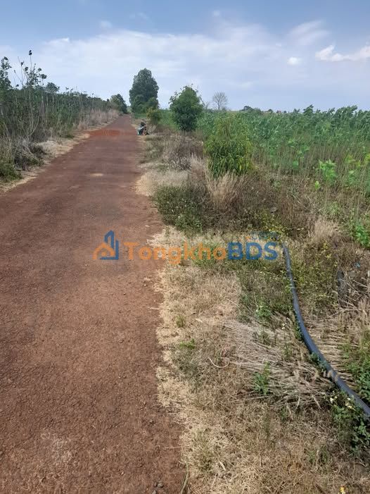 Đất nền 1500m² mặt tiền đường nhựa Tân Hội, Đức Trọng - Sổ hồng sẵn sàng