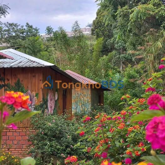 Homestay Sân Vườn 1000m² Đà Lạt - 7 Căn Gỗ Riêng Biệt Giá 16 Triệu