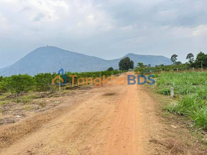 Đất nền Tân Châu, Tây Ninh - 100m² thổ cư - Giá 250 triệu