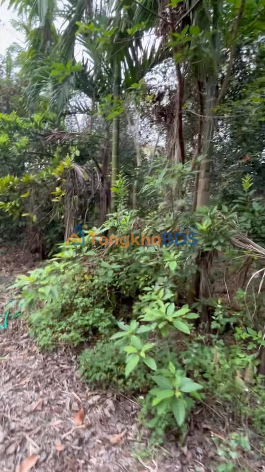 Đất Vườn Lạng Giang 2800m² - Sổ Đỏ Riêng, Sẵn Nhà & Oto Vào Tận Nơi