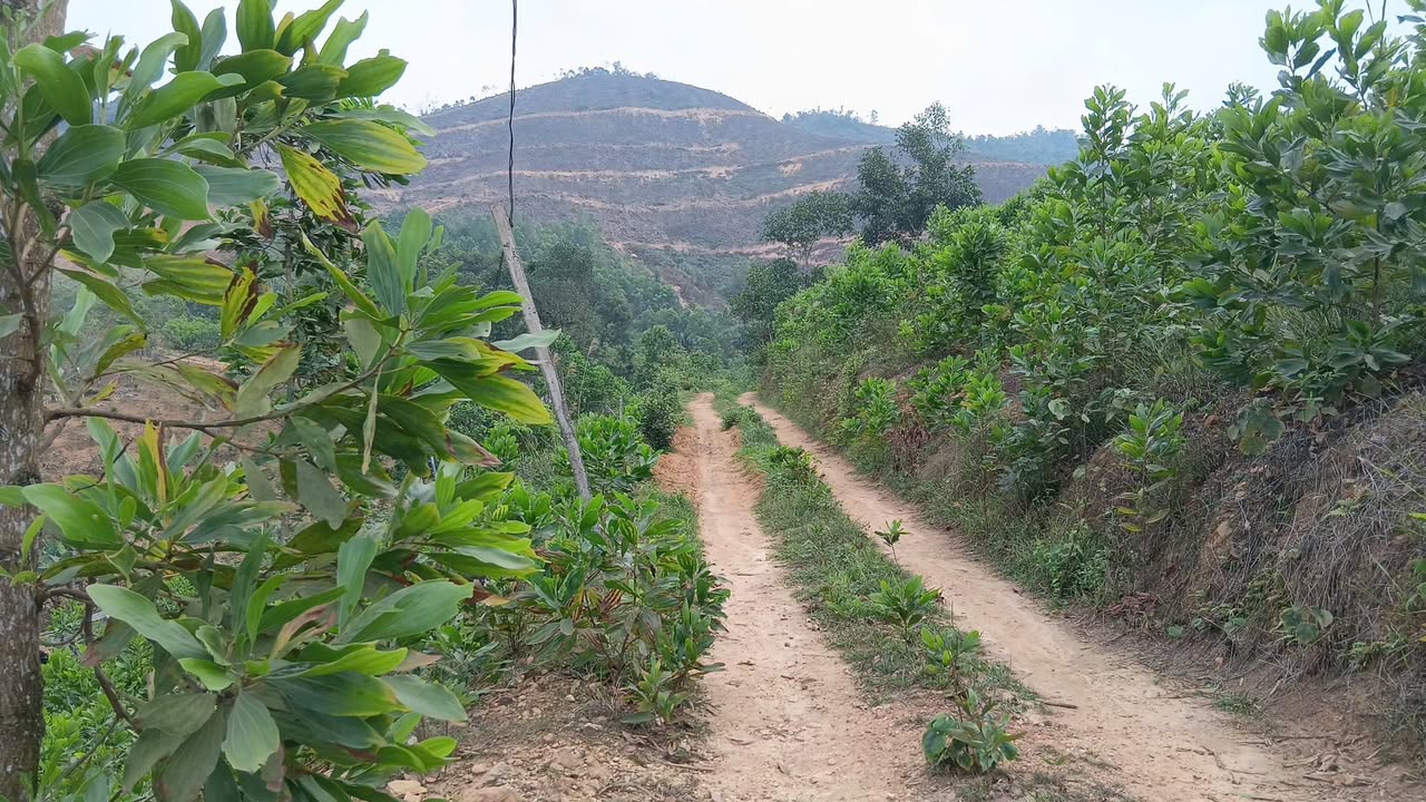 Bán Đất Trang Trại 2.3ha Thạch Khoán, Thanh Sơn - Giá 2 Tỷ Tốt Nhất