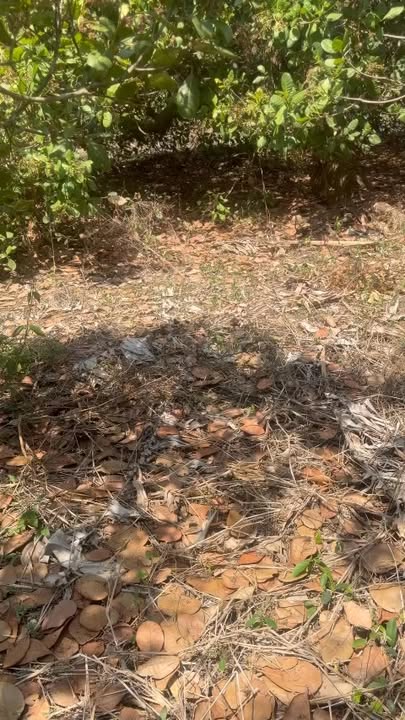 Cho thuê 10.000m² đất Cẩm Mỹ, Đồng Nai - Lý tưởng trồng trọt