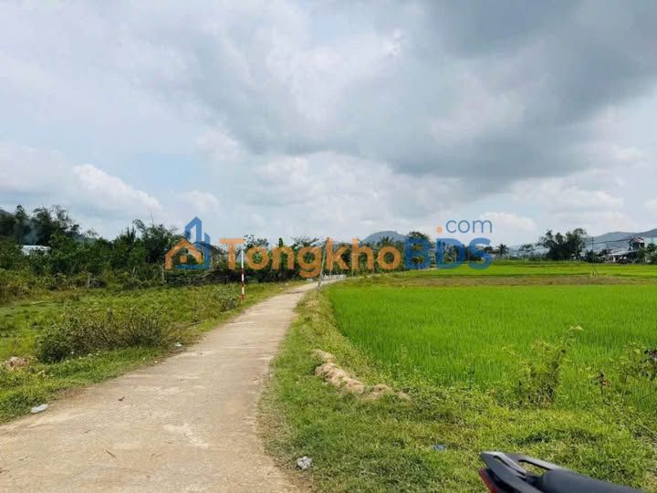 Bán Đất Ruộng 826m² Mặt Tiền 32m Đường Bê Tông Phước Mỹ, Quy Nhơn - Sổ Hồng