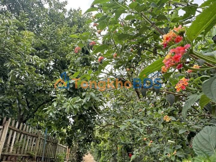 Đất Sổ Riêng 86m² Full Thổ Cư, Hẻm Ô Tô Phường 5 Đà Lạt - Giá 4.7 Tỷ