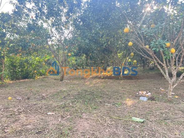 Đất Vườn Lô Góc 1120m² Tân Lạc - View Đồng, Bưởi Trĩu Quả, Giá 900 Triệu