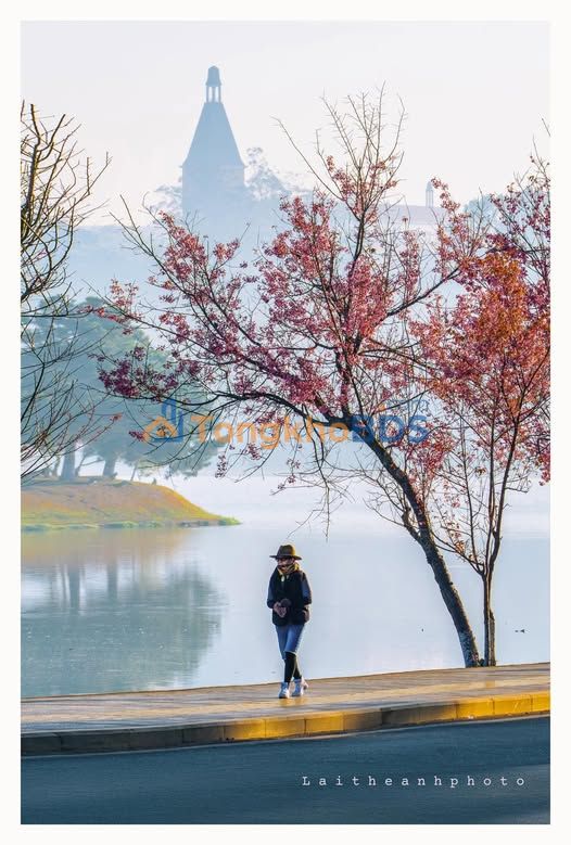 Đất hẻm Khe Sanh P10 Đà Lạt 245m² 800tr - Sổ đỏ chính chủ