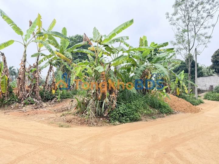 Bán đất nền 120m² sổ đỏ tại Lâm Thao, Phú Thọ - Gần ĐH CN Việt Trì