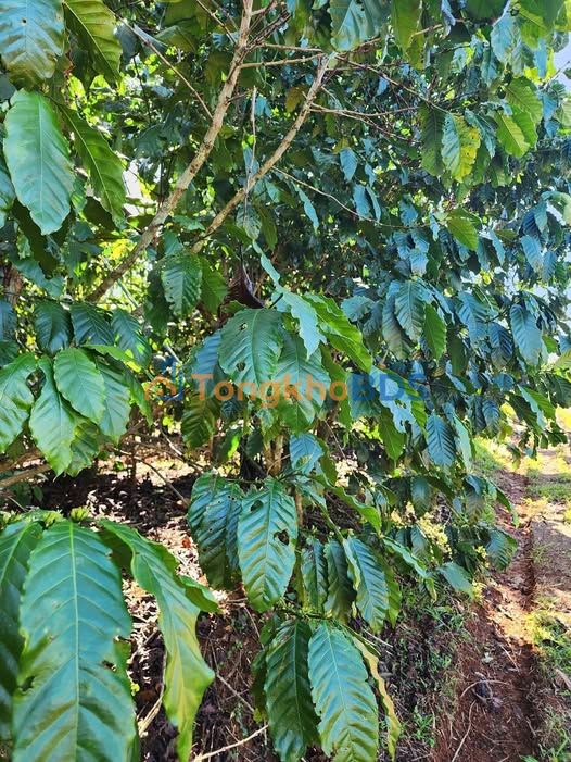 Bán Gấp 6000m² Đất Vườn Lộc Thắng, Bảo Lâm - Sổ Đỏ, Giá Tốt Nhất