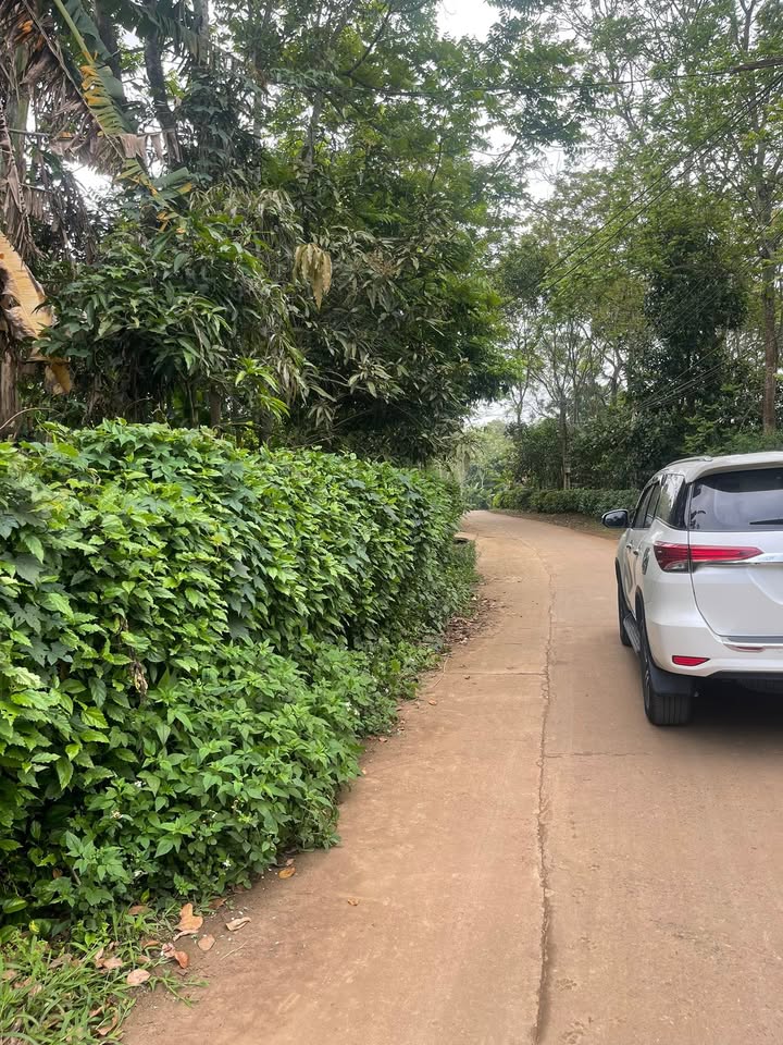 Đất Nền 480m² Xuân Bình, Như Xuân - Sổ Đỏ Thổ Cư Sẵn Sàng