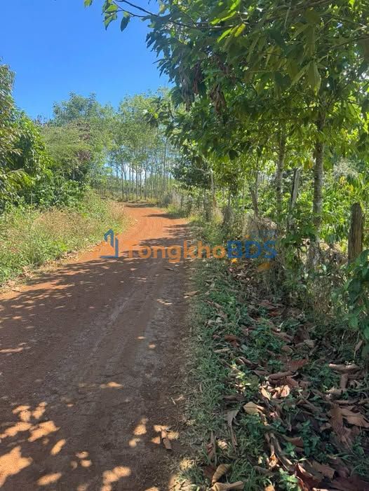 Bán Gấp Farm Nghỉ Dưỡng Đắk Nông 3.3ha - Sổ Đỏ 2.8ha, Nguồn Thu Cà Phê