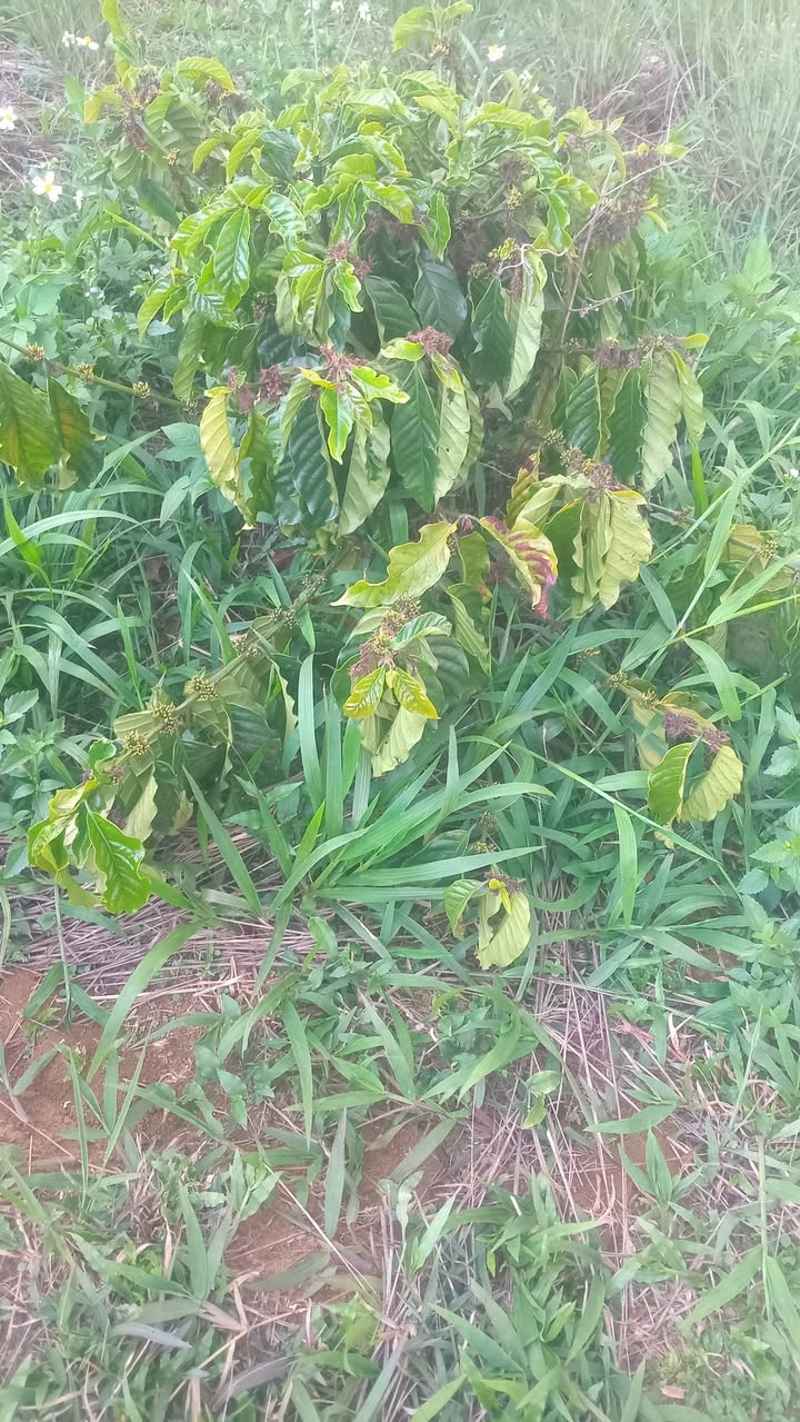 Bán Gấp Vườn Cà Phê 10.000m² Tại Bảo Lâm, Cao Bằng - Sổ Đỏ, Ô Tô Tận Nơi