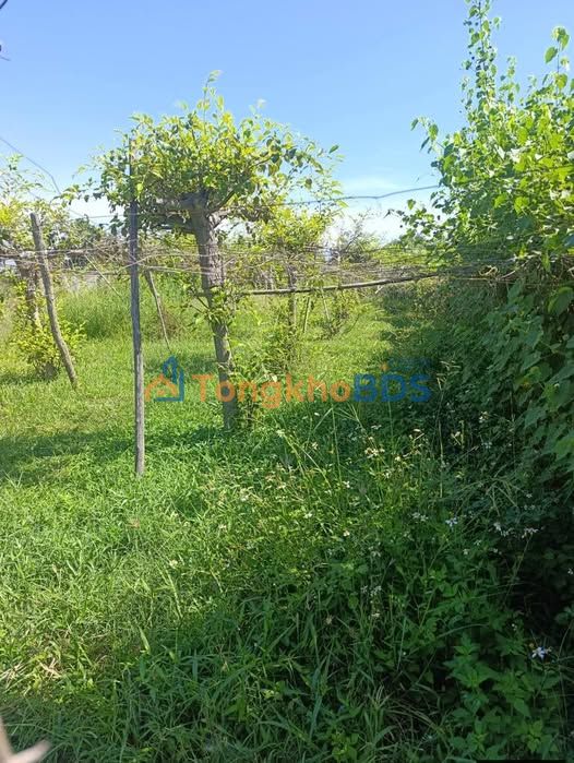 Đất vườn Tuy An 800m² 0.6 tỷ - Đầu tư sinh lời