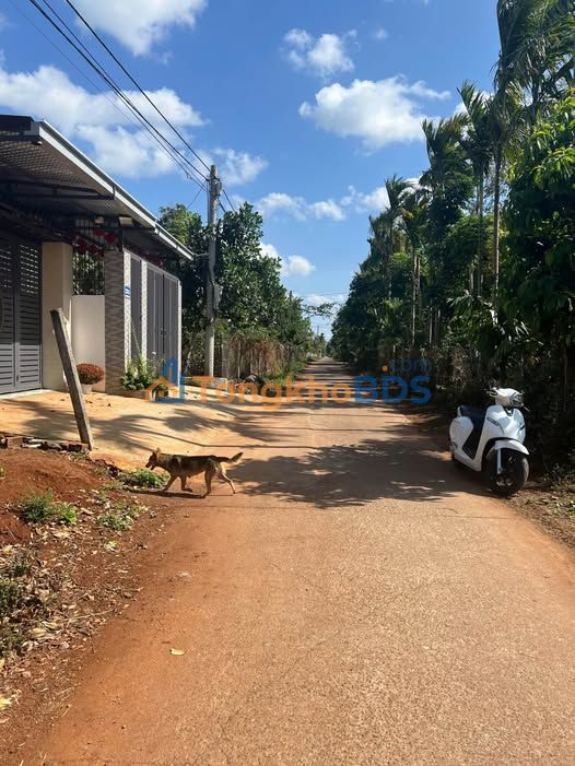 Bán đất H. Buôn Đôn, Đắk Lắk - 125m² thổ cư, 1.38 tỷ, sẵn sổ