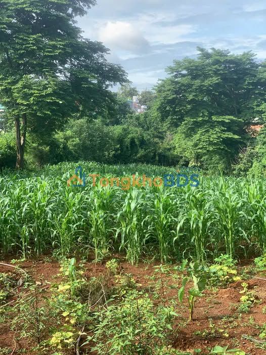 Bán Đất Buôn Ma Thuột 6840m² - Vị Trí Vàng, Sẵn Sổ Hồng