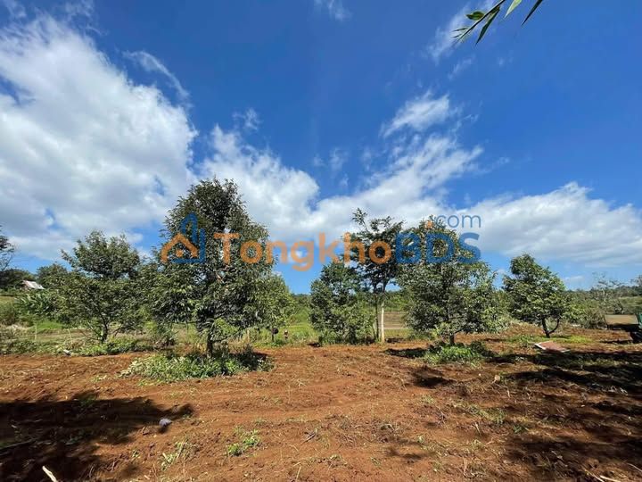 Farm 5400m² Đắk Lắk - Giá 1.5 Tỷ, Vượng Khí Bên Suối Lớn