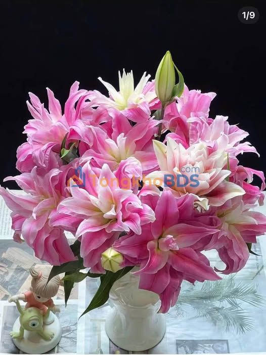 Đất Thổ Cư Buôn Ma Thuột 140m² - Vuông Vức, Sổ Sẵn, Giá 950 Triệu