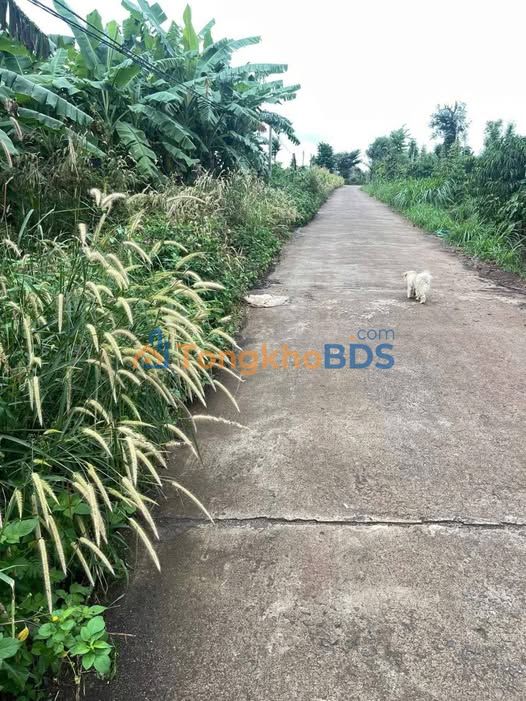 Bán Gấp 1.5ha Đất Vườn Phú Yên - Sẵn Sổ Hồng