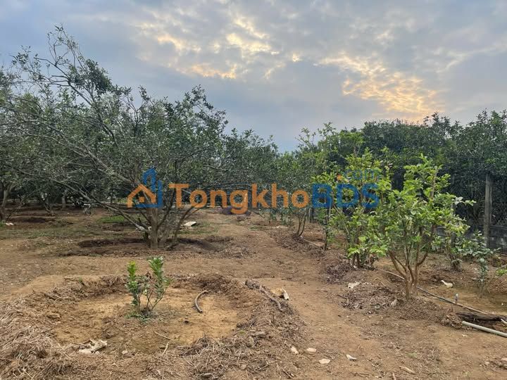 Đất Vườn Tân Triều Vĩnh Cửu 1500m² Sổ Hồng - Giá 6 Tỷ