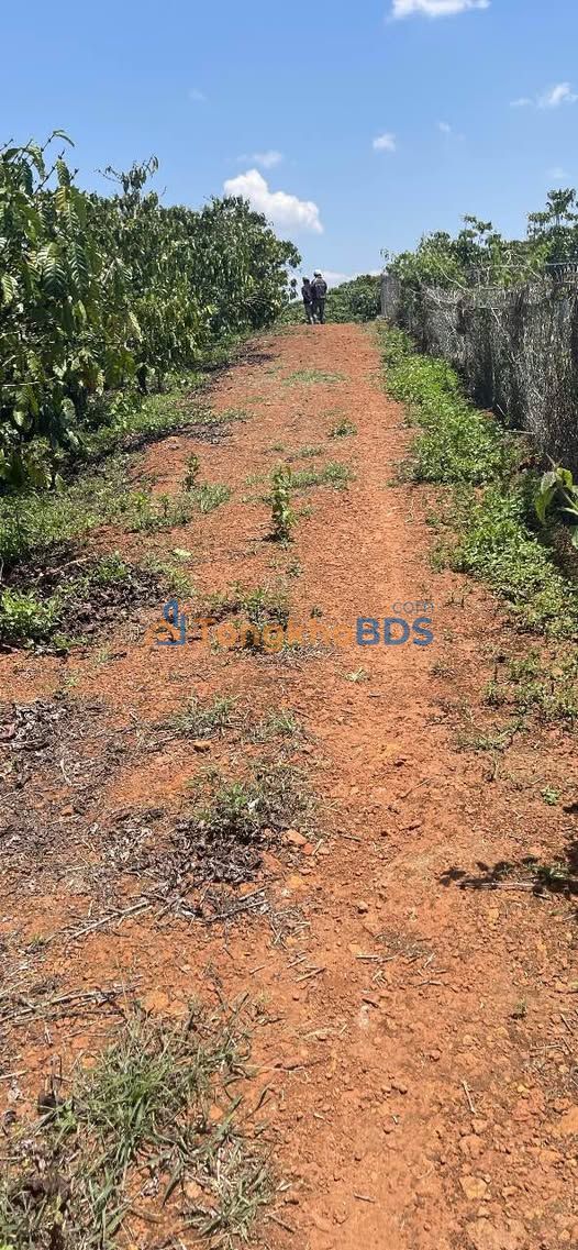 Đất Vườn 2.1ha Sổ Hồng Sẵn Sàng Tại Bảo Lâm, Lâm Đồng - Giá Đầu Tư 410tr/sào