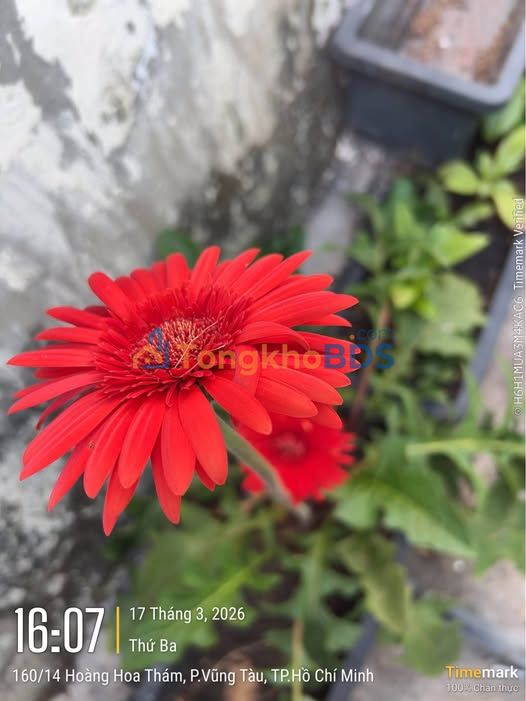 Nhà 2 Mặt Tiền 288m² Xã Phước Hội, Bà Rịa - Vũng Tàu - Giá 2.15 Tỷ