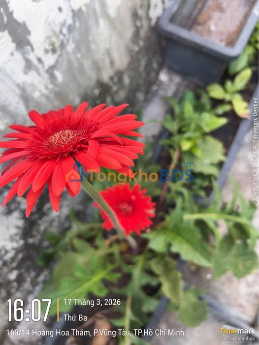 Nhà Mặt Tiền Hẻm Hàn Thuyên, Vũng Tàu - 92m² Vuông Vức, 5 Tỷ