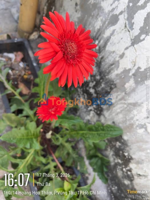 Nhà Nghỉ Mặt Tiền Thùy Vân 65m² - 8PN, Dòng Tiền 35 Triệu/Tháng - Giá 24 Tỷ