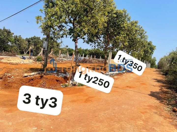 Bán Gấp 3 Lô Đất Vườn Đỗ Xuân Hợp Nối Dài, BMT - Sẵn Sổ Hồng NN Cây Lâu Năm