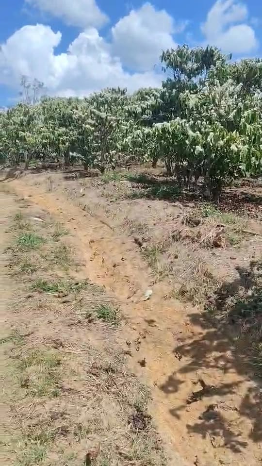 Đất Vườn Lâm Hà 2.2ha - Sổ Đỏ Riêng, Thế Đất Đẹp Giá Đầu Tư