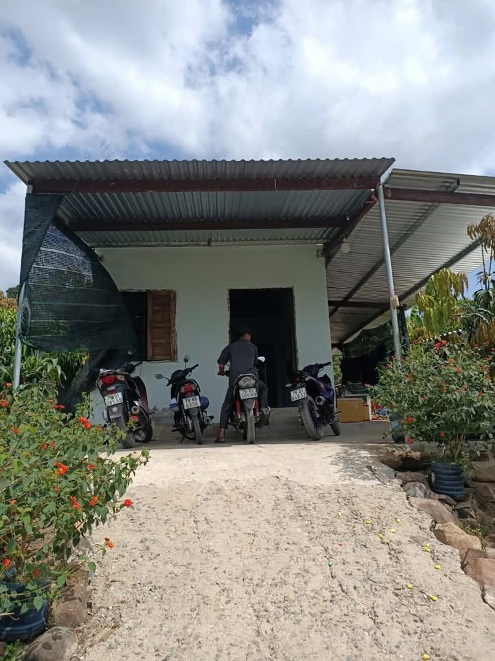 Đất Rừng Sản Xuất Ninh Hòa 26.000m² - Giá Tốt, Kẹt Ngân Hàng