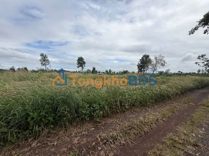 Bán Đất Vườn Phú Yên 18000m² - Sổ Đỏ, 200m Mặt Đường, Giá Tốt