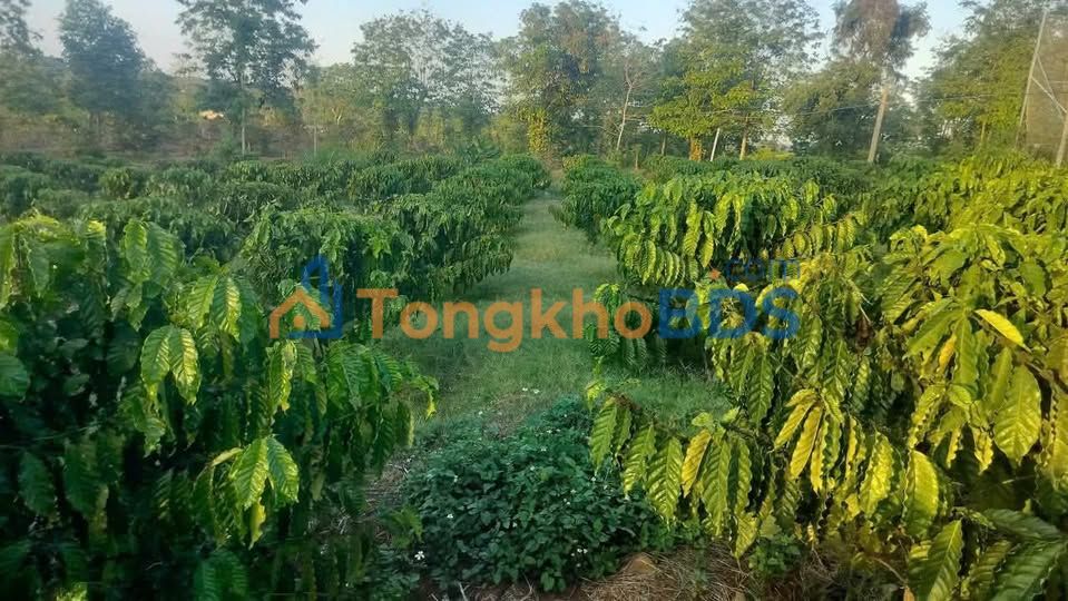 Đất Farm 7000m² Đắk Lắk - Mặt tiền hồ sen, kinh doanh cafe