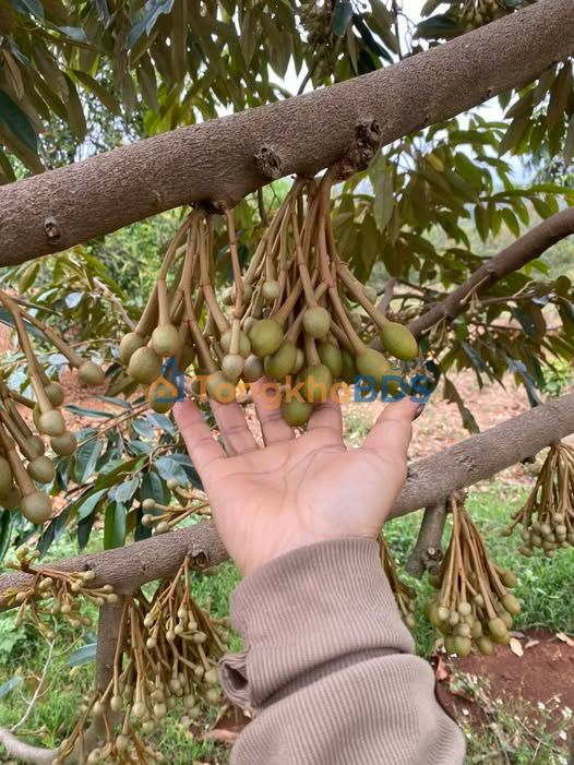 Farm Sầu Riêng 2.2ha Đắk Lắk - 7.7 Tỷ, Ô Tô Tới Tận Nơi