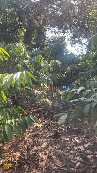 Đất Vườn Đắk Lắk 7200m² - Giá Tốt 450 Triệu/Sào - Sẵn Sàng Sang Tên