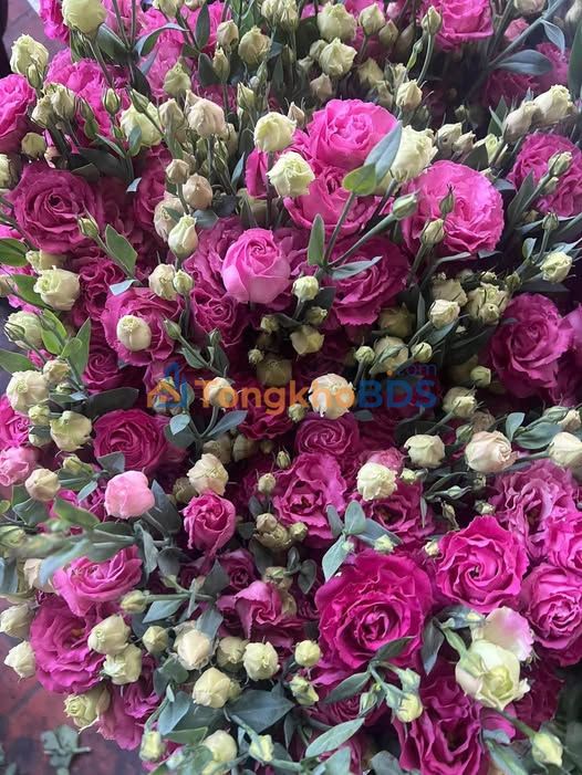 Bán Đất Buôn Ma Thuột 10800m² - Sổ ODT, Gần Đại Lộ Đông Tây