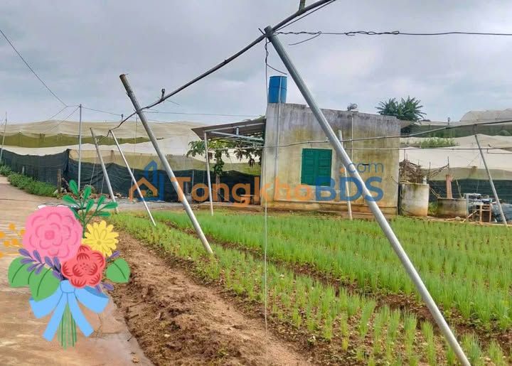 Đất sào Ka Đô 4892m² - Mặt tiền bê tông, sẵn chòi, ao hồ