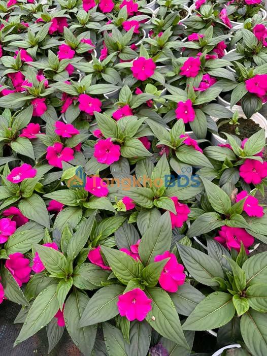 Đất nền Tôn Thất Tùng P8 Lâm Viên Đà Lạt 75m² 900 triệu - Tiềm năng tăng giá