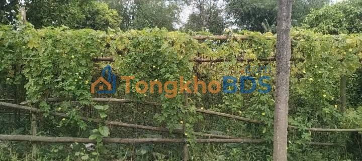 Đất nền Điện Phong, Quảng Nam 219m² - Sổ đỏ sẵn sàng, giá chỉ 970 triệu