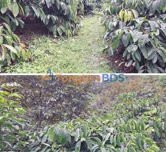 Đất Vườn Lâm Đồng 24480m² - Giá Đầu Tư 1.25 Tỷ