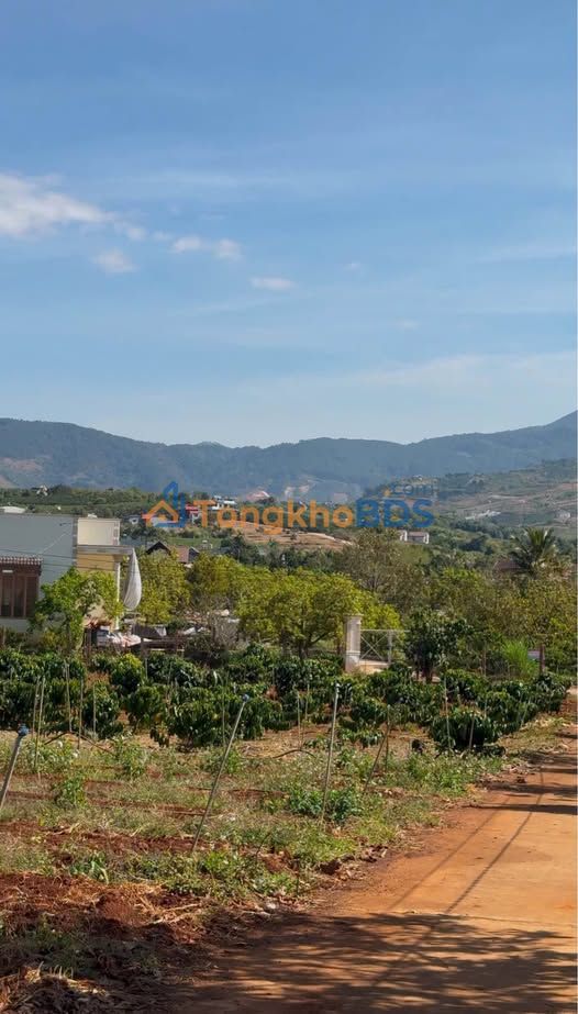 Đất Vườn Cà Phê Mê Linh 5300m² - Nghỉ Dưỡng Lý Tưởng Ven Đà Lạt