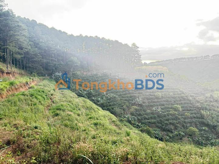 Bán Đất Vườn Cà Phê Mê Linh 5300m² - Giá 2 Tỷ - Sẵn Sổ Hồng